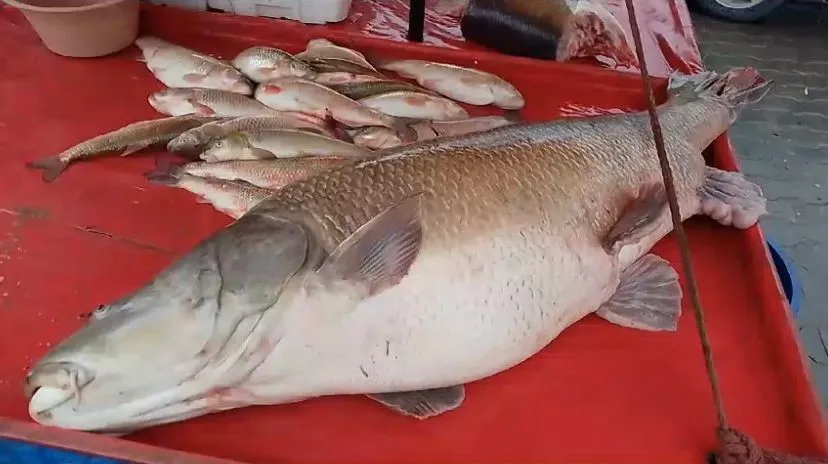 110 kiloluk turna balığı oltaya takıldı