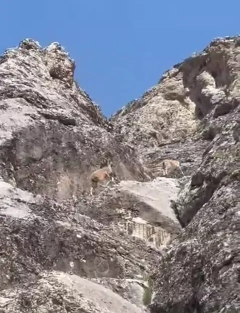 Dağ keçileri Palu Kalesi’nde görüntülendi